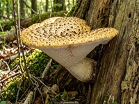 Schuppiger Stielporling